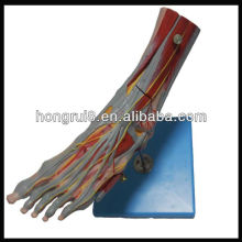 ISO Muscles of Foot with Main Vessels & Nerves,anatomy foot model(muscle anatomy model)